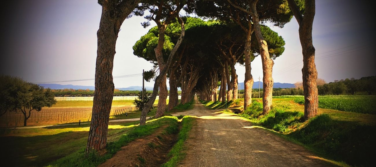 Bolgheri wine tour, Scansano and the south coast of Tuscany - Mediterranean Sea Pines Viale in Bolgheri