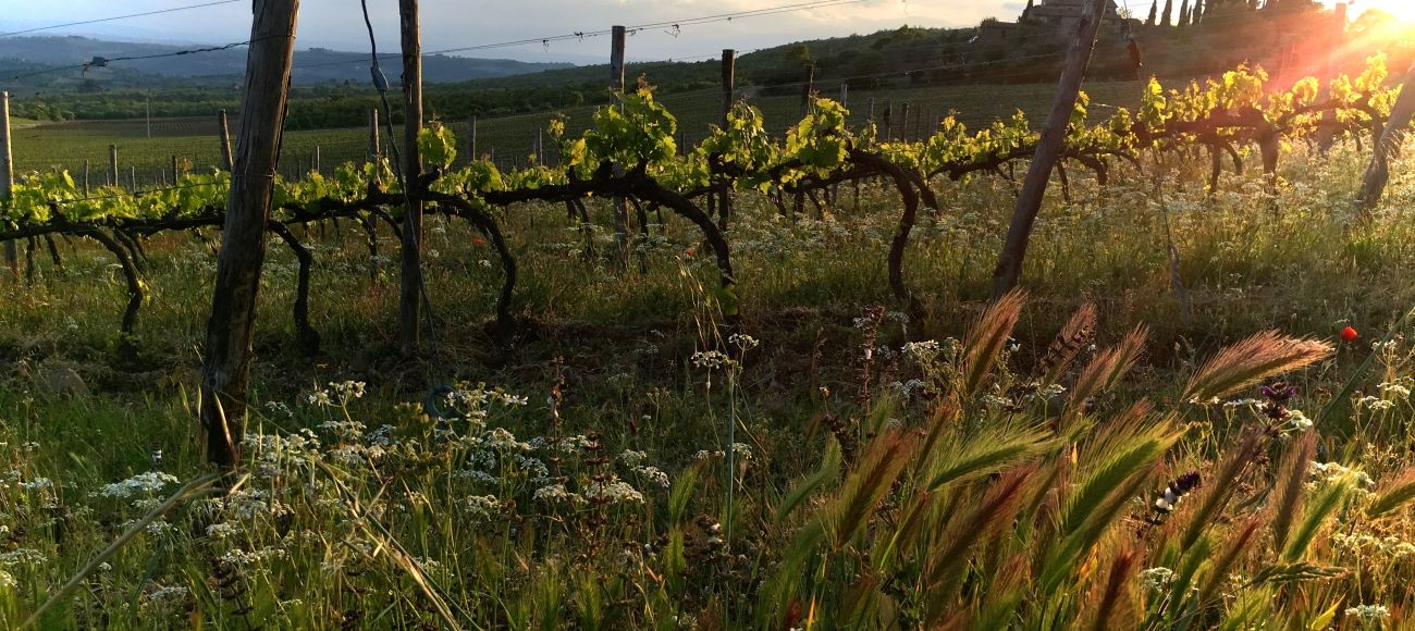 Chianti Vineyard at sunset - San Gimignano and Chianti Wine tour - Toursintuscany.com