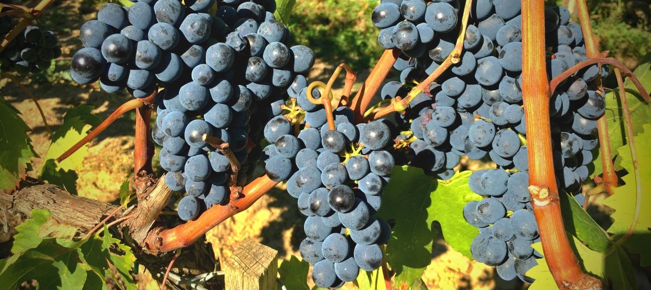 grape in montalcino, brunello, sangiovese, toursintuscany, wine tour, private tour,
