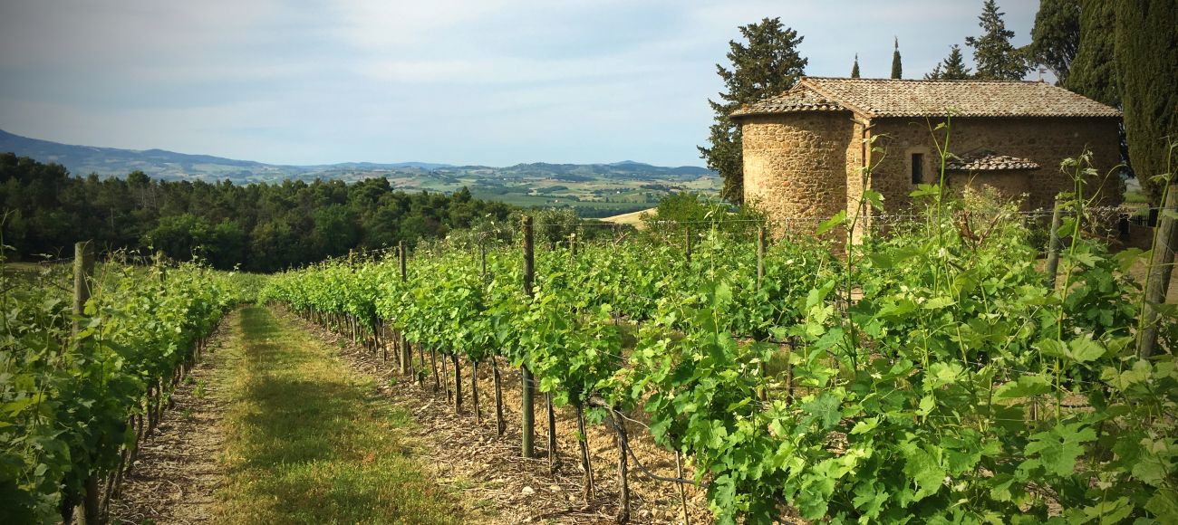3 days tuscany wine tour: Vineyards in Montalcino for Brunello- toursintuscany.com