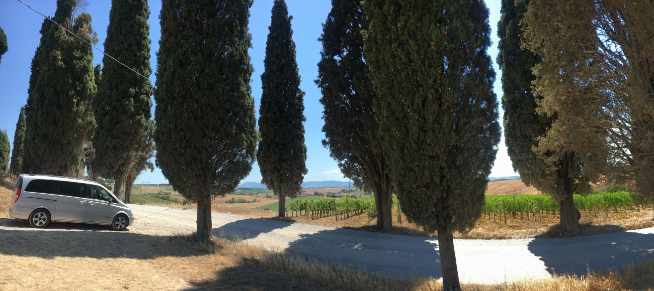 Tuscan Cypress Trees and Vineyards for your Cortona and Montepulciano Wine Tour