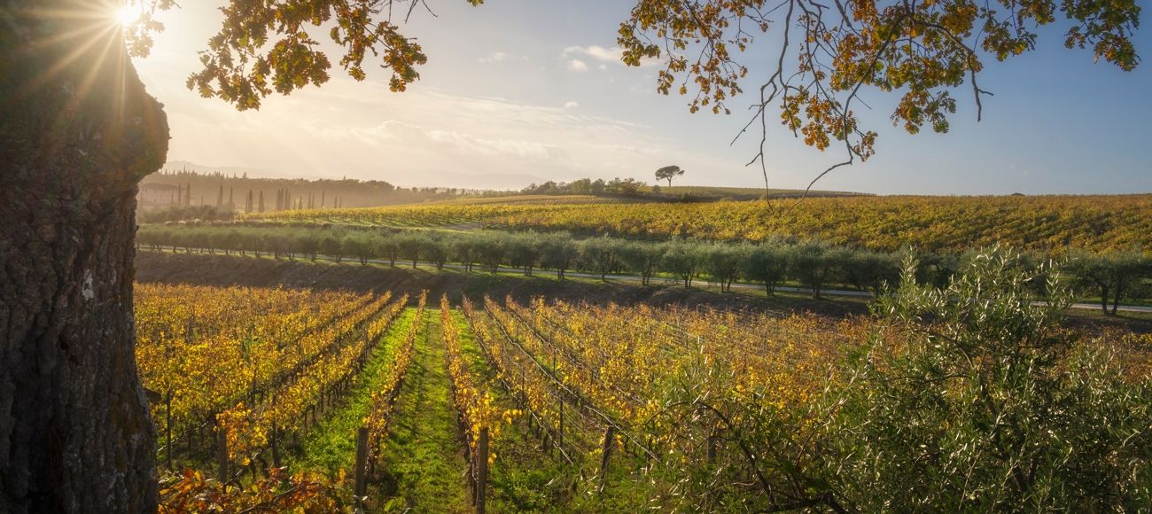 Vineyards in Tuscany, Toursintuscany.com