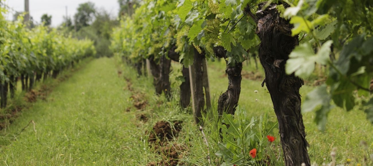 Chianti Classico Tour  - Toursintuscany.com